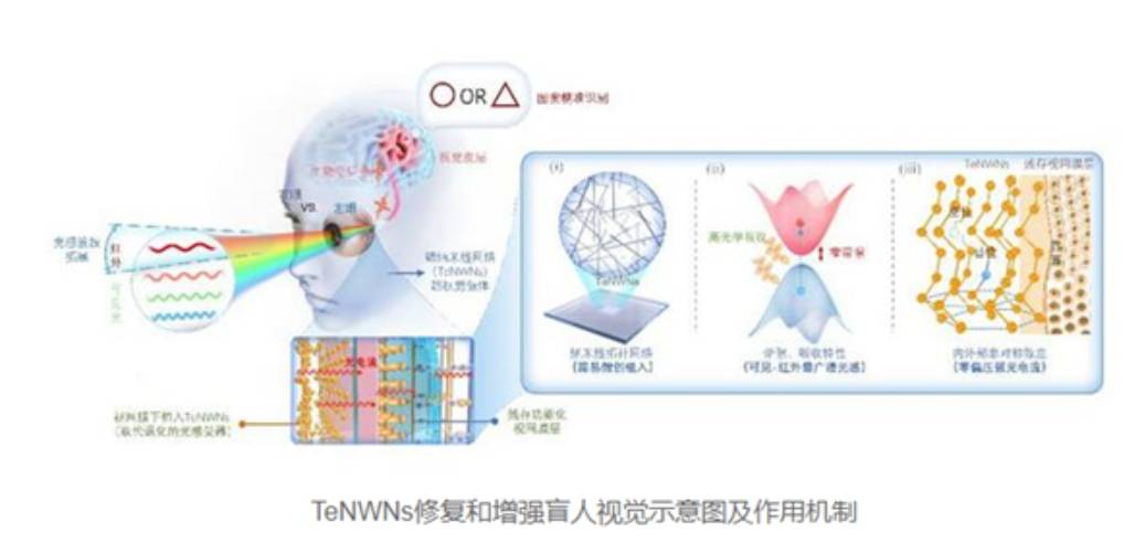 失明动物恢复光视觉能力 我国视觉假体领域取得重大突破