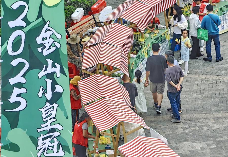 金山西瓜节 小皇冠唱主角