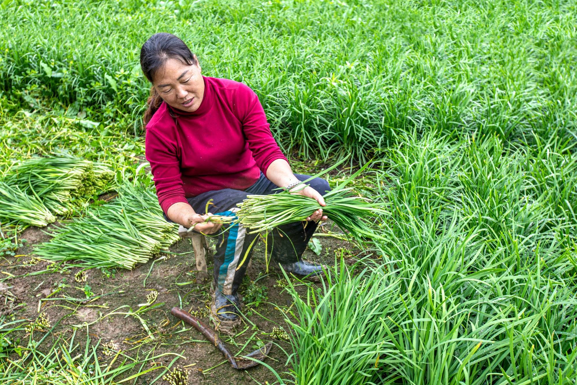 贵州黔西：韭菜飘香富农家