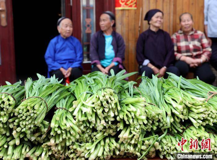 广西三江侗乡：韭菜飘香风情浓