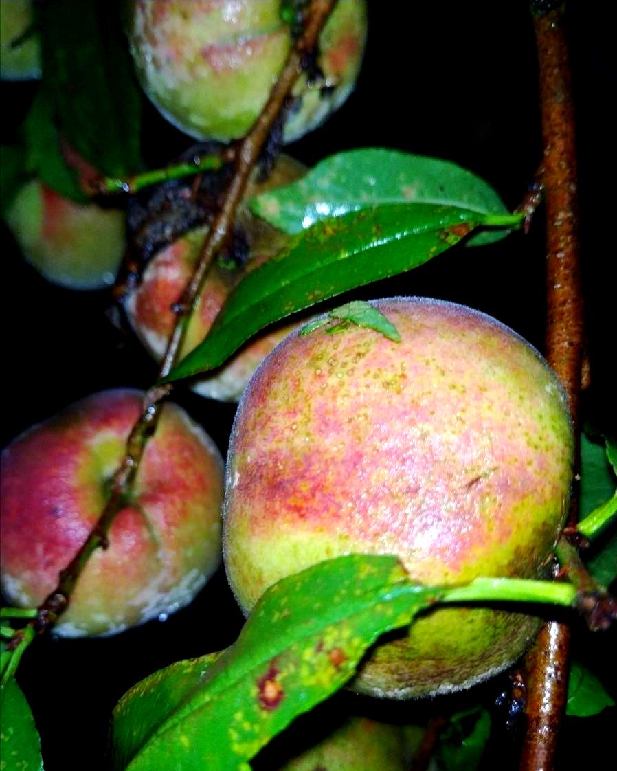 桃子(桃子的拼音) 桃子(桃子的拼音)