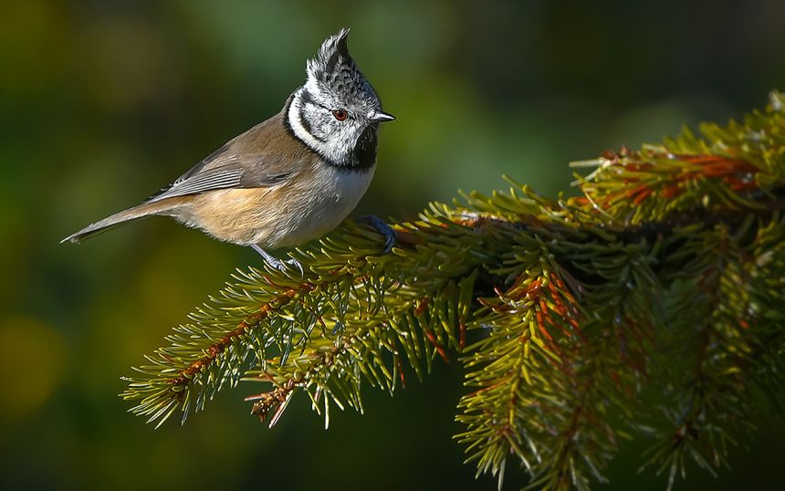 Crius(crius折叠车是哪国的牌子) Crius(crius折叠车是哪国的牌子)